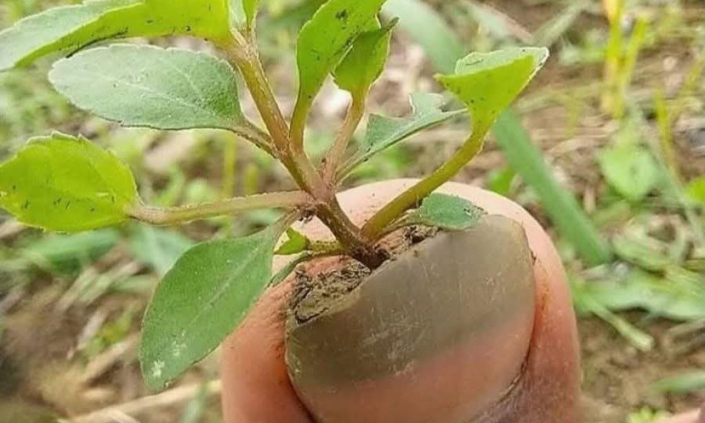 من دموع أم إلى زفاف في سويسرا: قصة وفاء